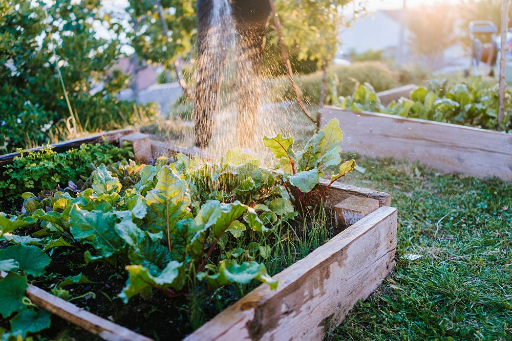Créer un potager d’entreprise éphémère